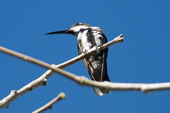 Black-throated Mango (Anthracothorax nigricollis) female