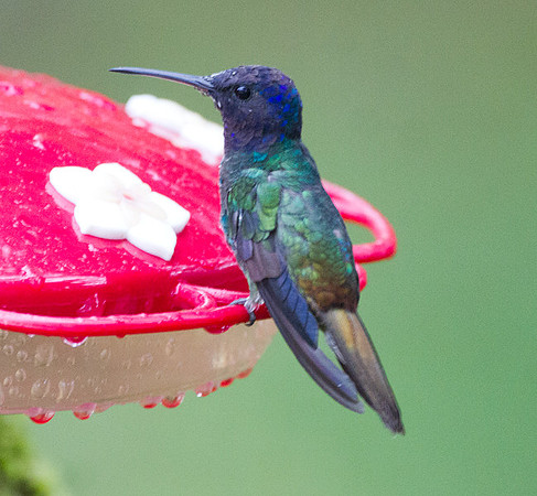 Golden-tailed Sapphire (Chrysuronia oenone)