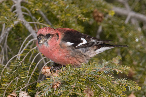 Two-barred Crossbill (Loxia leucoptera) also known as White-winged Crossbill