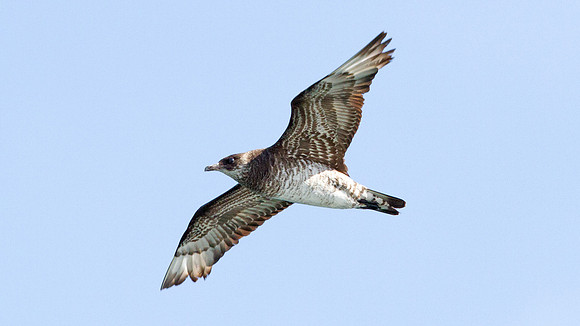Parasitic Jaeger (Stercorarius parasiticus)
