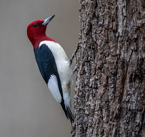 Red-headed woodpecker (Melanerpes erythrocephalus)