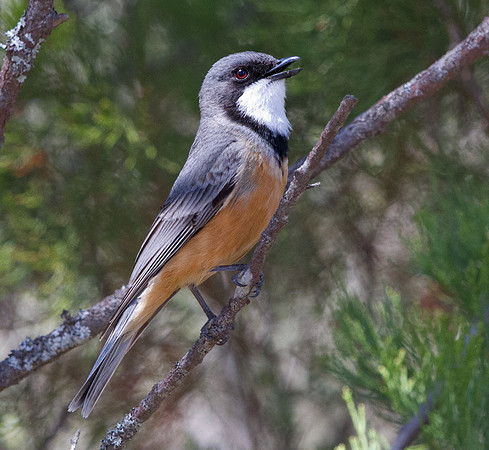 Rufous whistler (Pachycephala rufiventris) Male