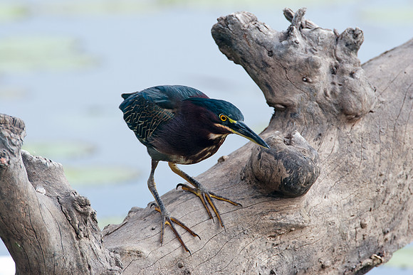 Green Heron (Butorides virescens)