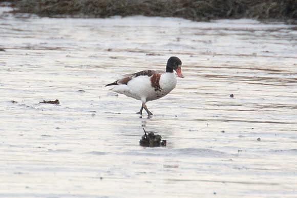 Common Shelduck (Tadorna tadorna)