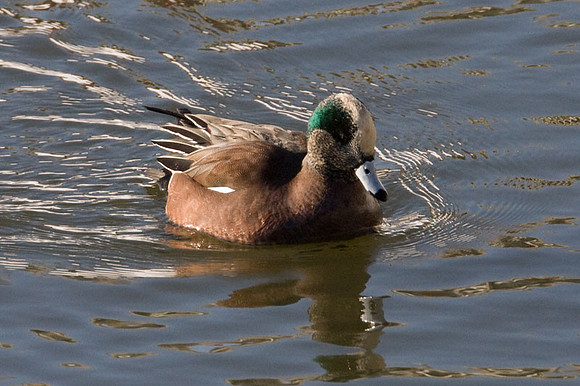 American Wigeon (Anas americana)