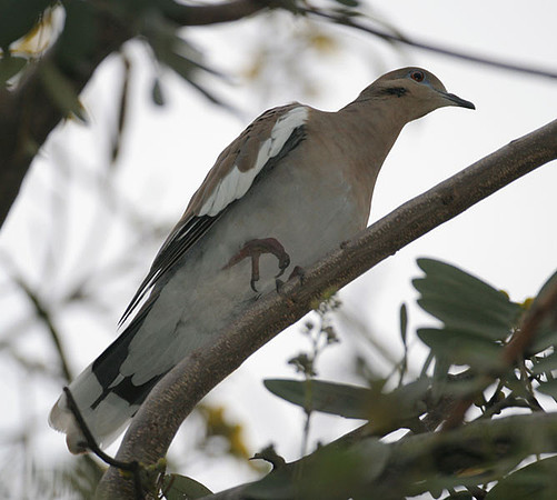 White-winged Dove (Zenaida asiatica)