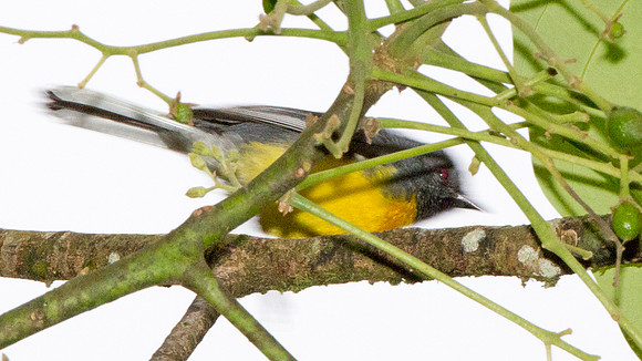 Slate-throated Redstart (Myioborus miniatus)