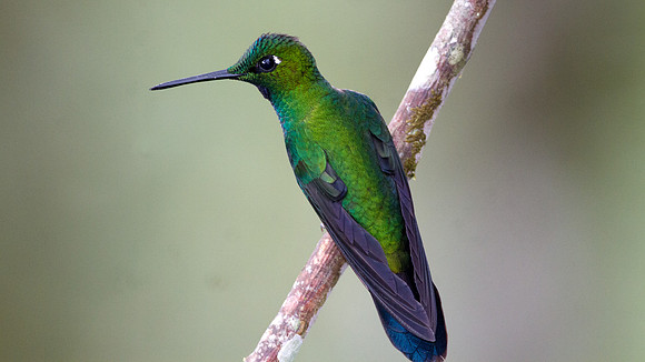 Green-crowned Brilliant (Heliodoxa jacula)