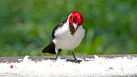 Red-capped Cardinal (Paroaria gularis)