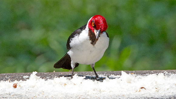 Red-capped Cardinal (Paroaria gularis)