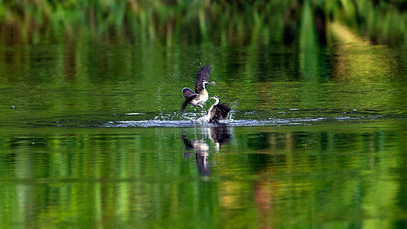 Sungrebe (Heliornis fulica)