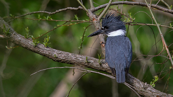 Belted kingfisher (Megaceryle alcyon) male