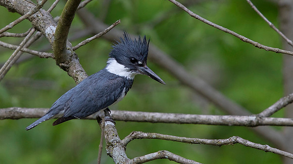 Belted kingfisher (Megaceryle alcyon) male