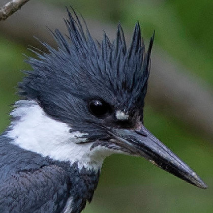 Belted kingfisher (Megaceryle alcyon) male