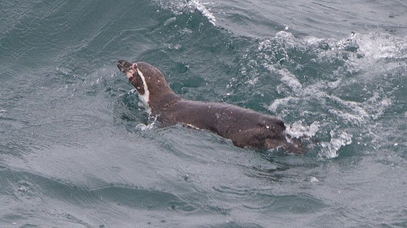 Humboldt Penguin (Spheniscus humboldti)
