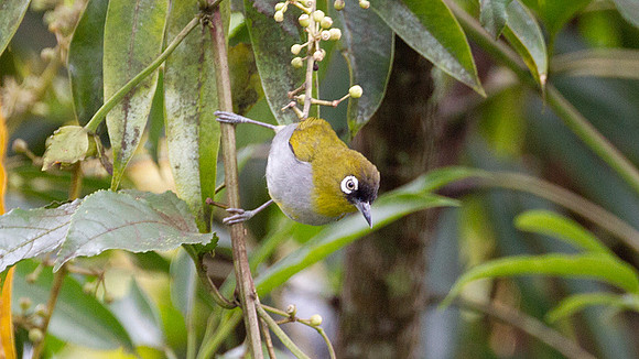 Black-capped White-eye (Zosterops atricapilla)