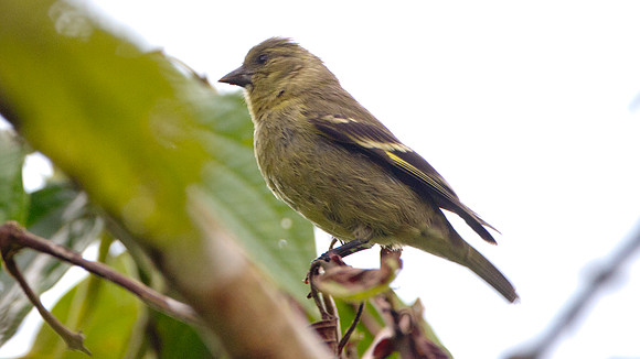 Olivaceous Siskin (Carduelis olivacea)