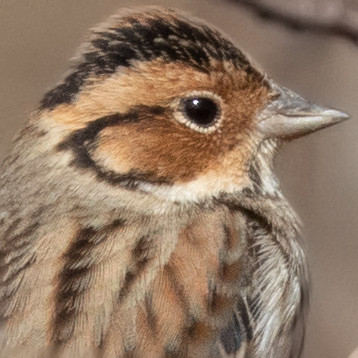 Little Bunting (Emberiza pusilla)