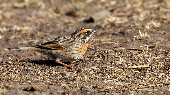 Rufous-breasted Accentor (Prunella strophiata)