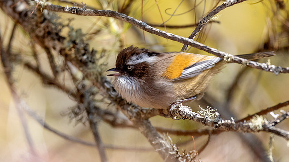 White-browed Fulvetta (Fulvetta vinipectus)