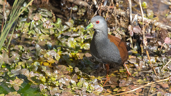 Black-tailed Crake (Zapornia bicolor)