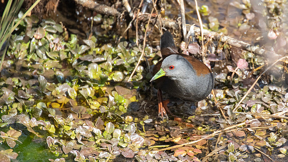 Black-tailed Crake (Zapornia bicolor)