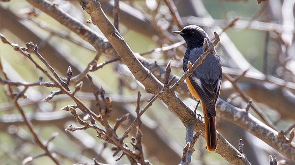Hodgson's Redstart (Phoenicurus hodgsoni)