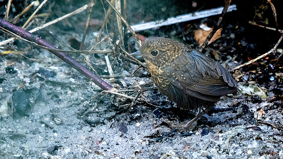 Pygmy Cupwing Pnoepyga pusilla or Scaly-breasted Cupwing (Pnoepyga albiventer)