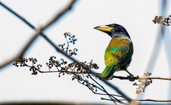 Great Barbet (Psilopogon virens)