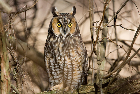 Long-eared Owl (Asio otus)
