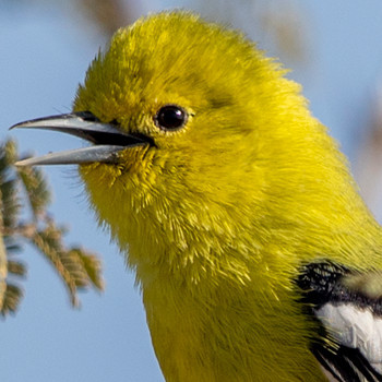 White-tailed Iora (Aegithina nigrolutea) Female/nonbreeding male