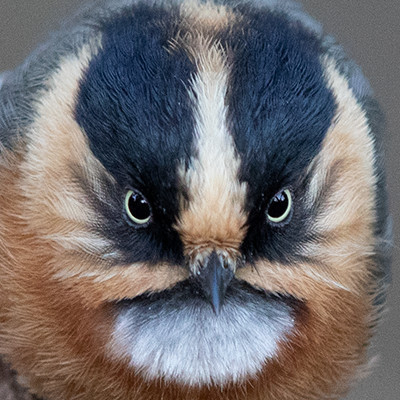 Black-browed Tit (Aegithalos iouschistos)
