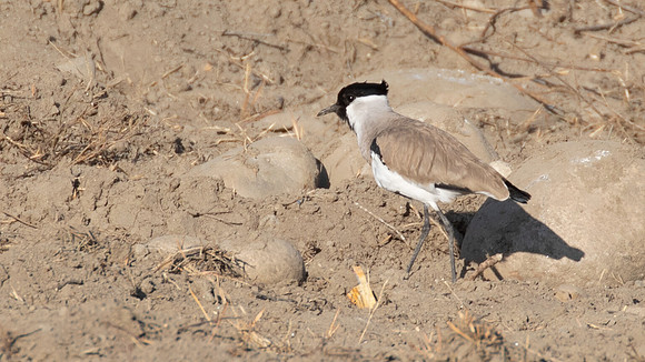 River Lapwing (Vanellus duvaucelii)