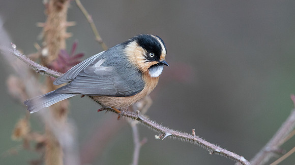 Black-browed Tit (Aegithalos iouschistos)