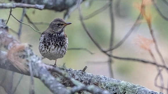 Black-throated Thrush (Turdus atrogularis)