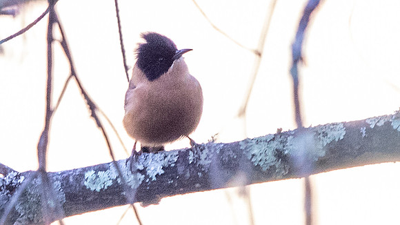 Rufous Sibia (Heterophasia capistrata)