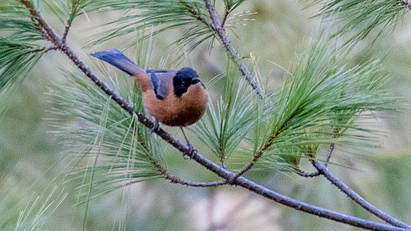 Rufous Sibia (Heterophasia capistrata)