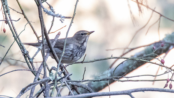 Black-throated Thrush (Turdus atrogularis)