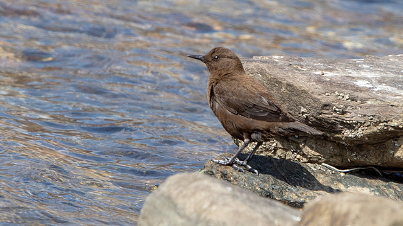 Brown Dipper (Cinclus pallasii)