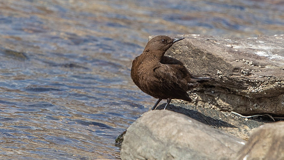 Brown Dipper (Cinclus pallasii)