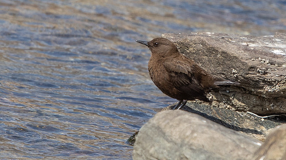 Brown Dipper (Cinclus pallasii)
