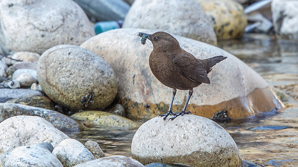 Brown Dipper (Cinclus pallasii)