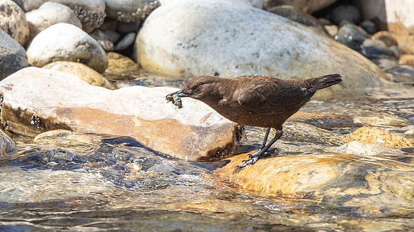 Brown Dipper (Cinclus pallasii)
