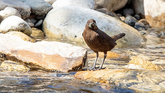 Brown Dipper (Cinclus pallasii)