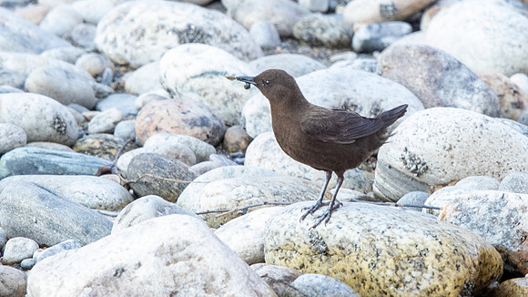 Brown Dipper (Cinclus pallasii)
