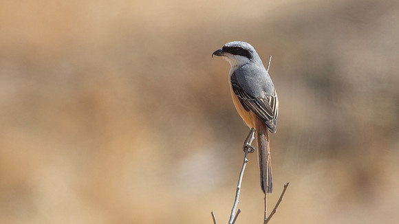 Gray-backed Shrike (Lanius tephronotus)