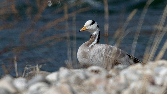 Bar-headed Goose (Anser indicus)