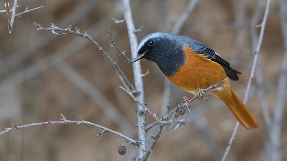 Hodgson's Redstart (Phoenicurus hodgsoni)