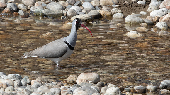 Ibisbill (Ibidorhyncha struthersii)