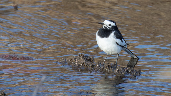 Black-backed forktail (Enicurus immaculatus)